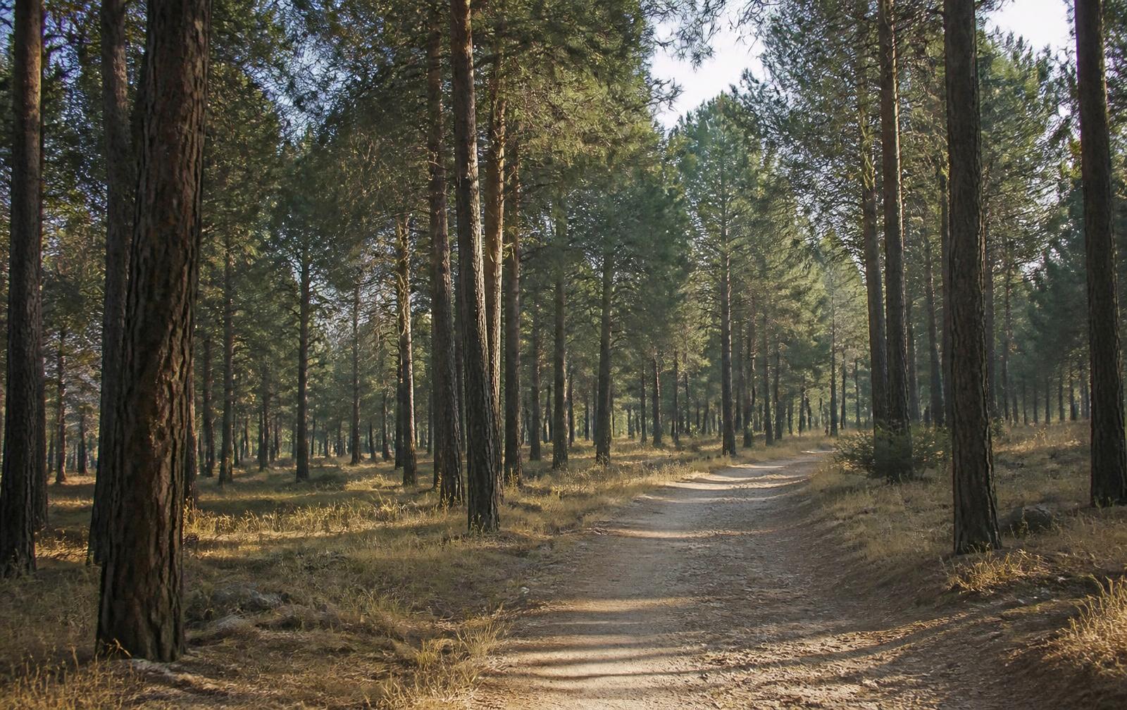 Sierra con masa forestal de pinos al amanecer